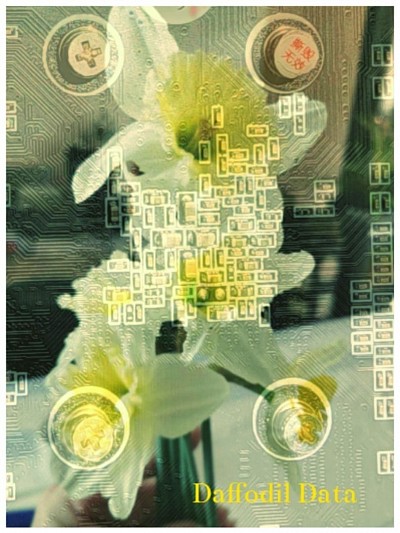 Daffodil Data