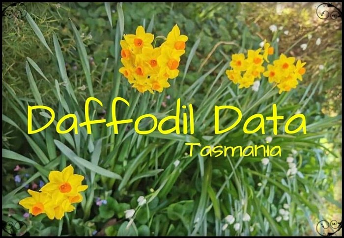 Daffodil data tasmania